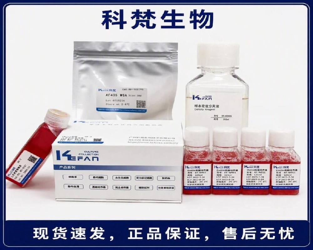 小鼠口腔鳞状细胞癌细胞MOC2